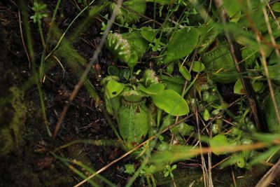 Cephalotus follicularis, photographed by Em Lamond