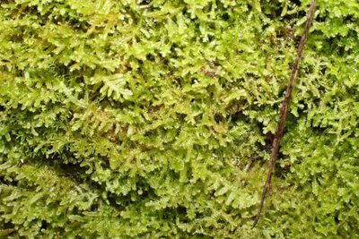 Ceramanus clatritexta, photographed by Em Lamond