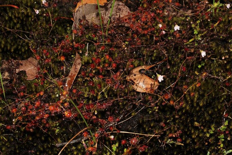 Drosera macrantha, photographed by Em Lamond