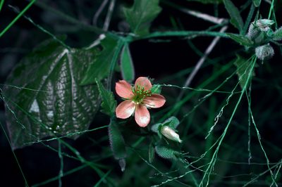 Mentzelia oligosperma, photographed by Michelle W. （鍾偉瑋）
