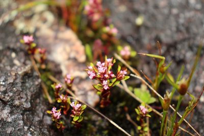 Levenhookia pusilla, photographed by Em Lamond
