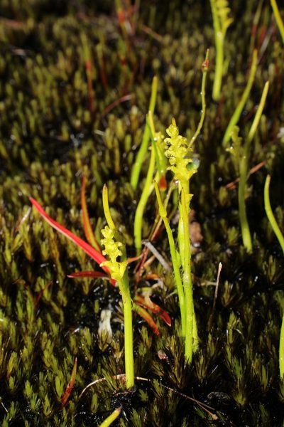 Microtis atrata, photographed by Em Lamond