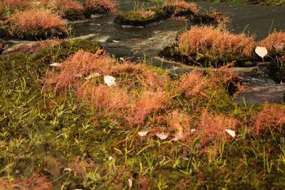 Drosera macrantha, photographed by Em Lamond