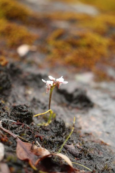 Prasophyllum cucullatum, photographed by Em Lamond