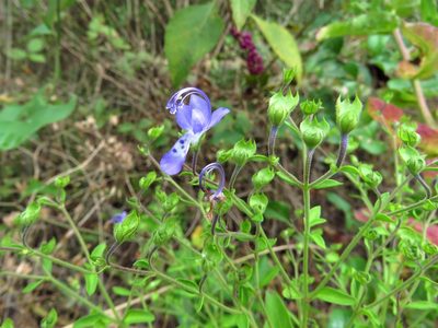 Trichostema dichotomum, photographed by Annika Lindqvist