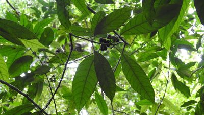 Cleidion castaneifolium, photographed by Neptalí Ramírez Marcial
