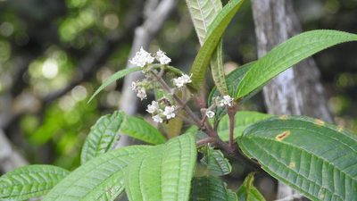 Miconia ibaguensis, photographed by Neptalí Ramírez Marcial