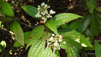 Miconia ibaguensis, photographed by Neptalí Ramírez Marcial
