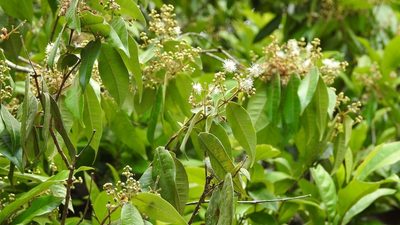 Myrcia neovenulosa, photographed by Neptalí Ramírez Marcial
