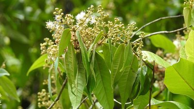 Myrcia neovenulosa, photographed by Neptalí Ramírez Marcial