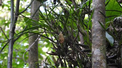 Scaphyglottis fasciculata, photographed by Neptalí Ramírez Marcial