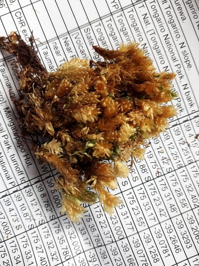 Lepyrodon lagurus, photographed by Leon Perrie