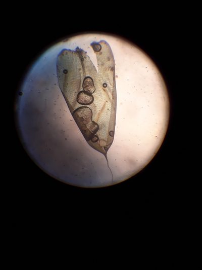 Lepyrodon lagurus, photographed by Leon Perrie