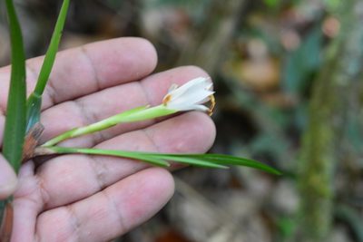 Maxillaria alba, photographed by Neptalí Ramírez Marcial