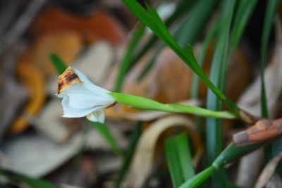 Maxillaria alba, photographed by Neptalí Ramírez Marcial