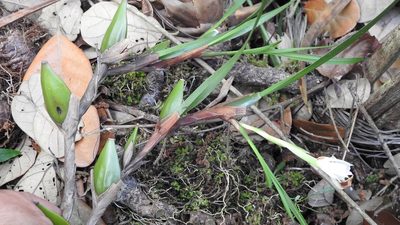 Maxillaria alba, photographed by Neptalí Ramírez Marcial
