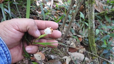 Maxillaria alba, photographed by Neptalí Ramírez Marcial