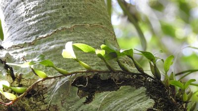Dinema polybulbon, photographed by Neptalí Ramírez Marcial