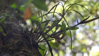 Dinema polybulbon, photographed by Neptalí Ramírez Marcial