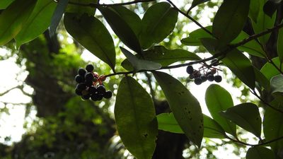 Ardisia staminosa, photographed by Neptalí Ramírez Marcial