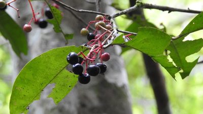 Ardisia staminosa, photographed by Neptalí Ramírez Marcial