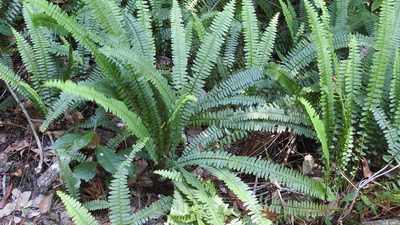Nephrolepis rivularis, photographed by Neptalí Ramírez Marcial