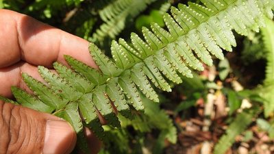 Nephrolepis rivularis, photographed by Neptalí Ramírez Marcial
