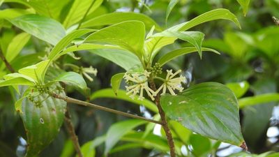 Arachnothryx chiapensis, photographed by Neptalí Ramírez Marcial