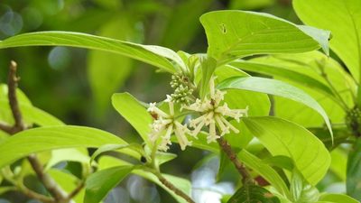 Arachnothryx chiapensis, photographed by Neptalí Ramírez Marcial