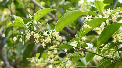 Chiococca phaenostemon, photographed by Neptalí Ramírez Marcial