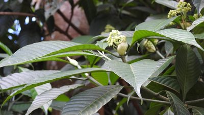 Psychotria mexiae, photographed by Neptalí Ramírez Marcial