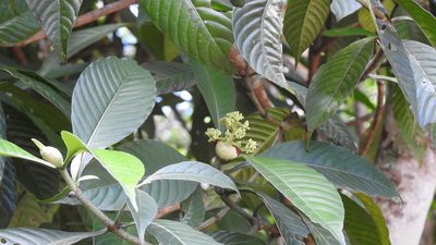 Psychotria mexiae, photographed by Neptalí Ramírez Marcial