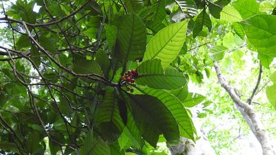 Psychotria mexiae, photographed by Neptalí Ramírez Marcial