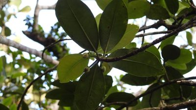 Ternstroemia tepezapote, photographed by Neptalí Ramírez Marcial