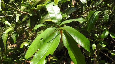 Vochysia guatemalensis, photographed by Neptalí Ramírez Marcial