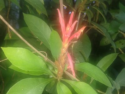 Aphelandra scabra, photographed by Francisco Emilio Roldán Velasco