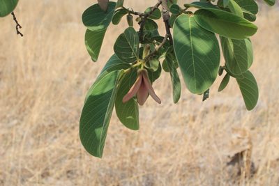 Annona longiflora, photographed by Viacheslav Shalisko