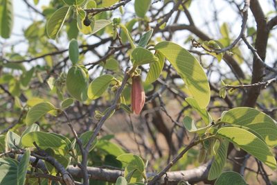 Annona longiflora, photographed by Viacheslav Shalisko