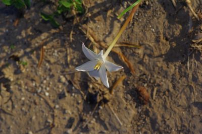 Zephyranthes chlorosolen, photographed by Michelle W. （鍾偉瑋）