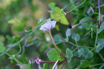 Acleisanthes obtusa, photographed by Michelle W. （鍾偉瑋）