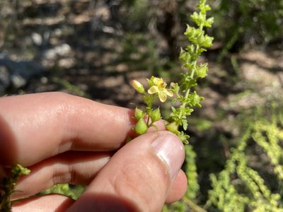 Seymeria texana, photographed by Reid Hardin