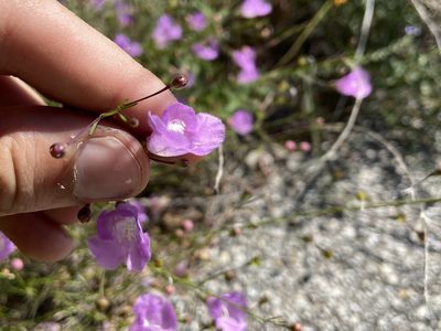 Agalinis edwardsiana, photographed by Reid Hardin