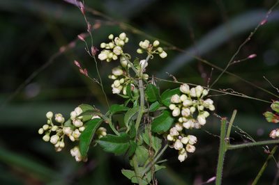 Serjania brachycarpa, photographed by Michelle W. （鍾偉瑋）