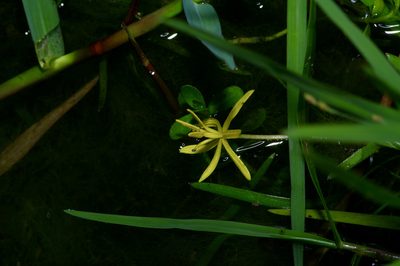 Heteranthera dubia, photographed by Michelle W. （鍾偉瑋）