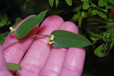 Nephroia diversifolia, photographed by Michelle W. （鍾偉瑋）