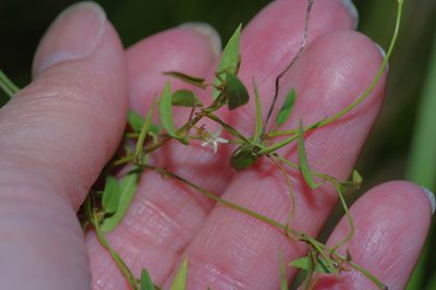 Metastelma barbigerum, photographed by Michelle W. （鍾偉瑋）
