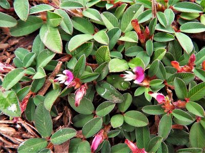 Kummerowia striata, photographed by Annika Lindqvist