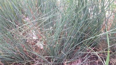Juncus patens, photographed by AJ Wacaser