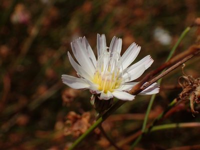 Malacothrix saxatilis, photographed by George Williams