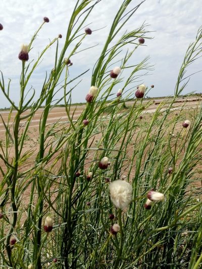 Baccharis juncea, photographed by Tomás Carranza Perales